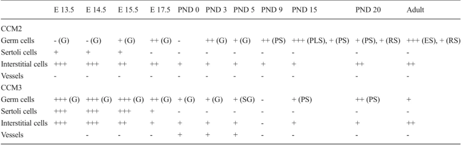 Table 2 Summary of CCM2 and CCM3 expression patterns in developing male gonad