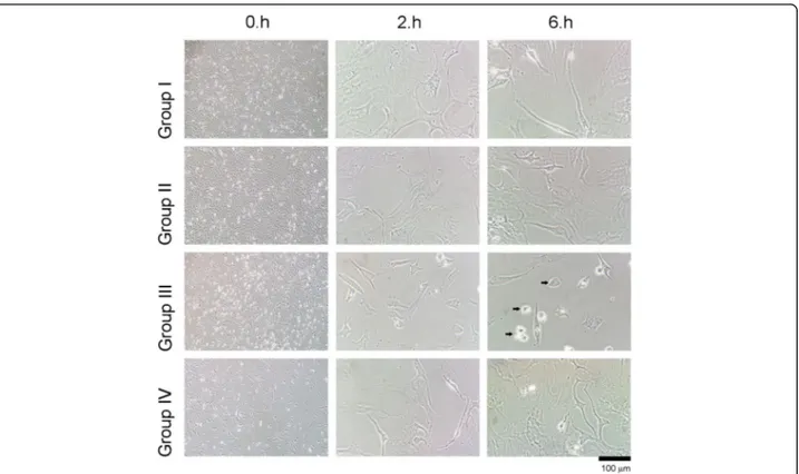 Fig. 2 Evaluation of round-shaped chondrocytes through inverted light microscopy