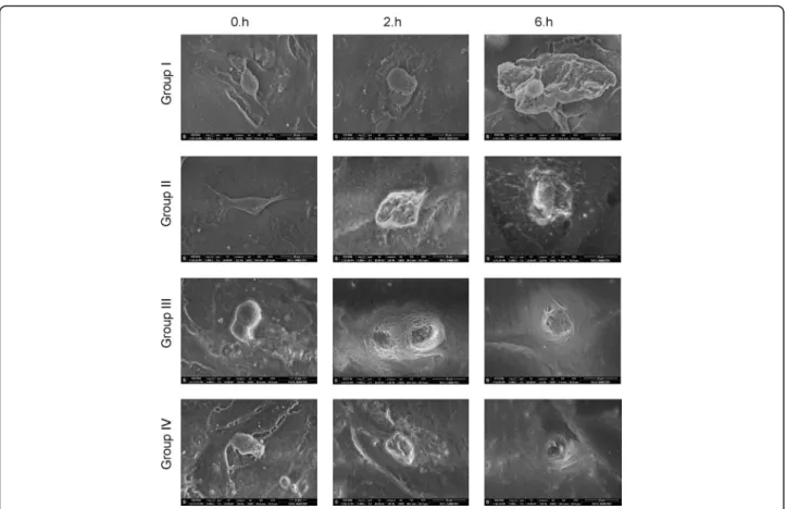 Fig. 3 Evaluation of chondrocyte surface morphology through environmental scanning electron microscopy