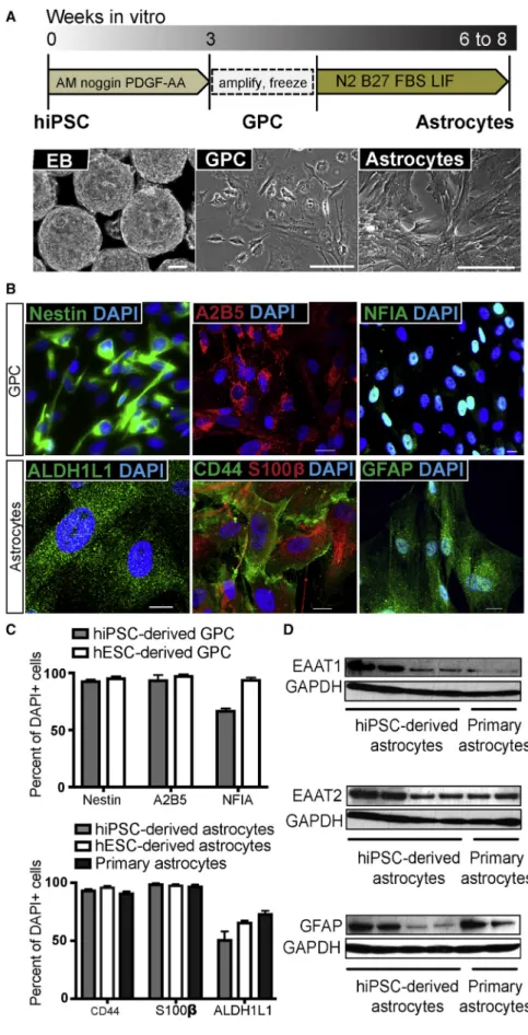 Figure 1. Differentiation of Astrocytes from Stem Cells via Glial Progenitor Cells (A) Schematic representation of the  exper-imental paradigm used for differentiation of human astrocytes over a total time of 6–8 weeks