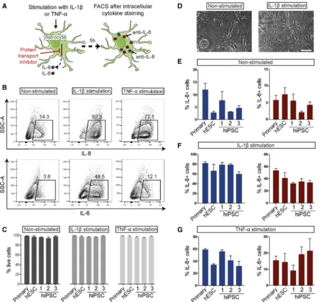 Figure 3. Pro-inflammatory Cytokine Production in Response to Inflammatory Stimulation Is Comparable between iPSC-Derived Astrocytes and Primary Astrocytes