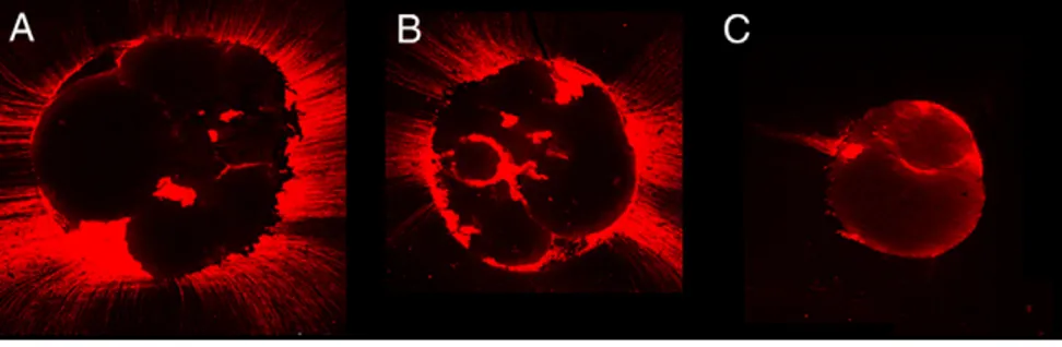Figure 1. Representative confocal laser scanning microscopic images from the CA group