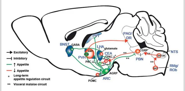 Fig. 1.   Summary diagram illustrating cell types and circuits that influence appetite