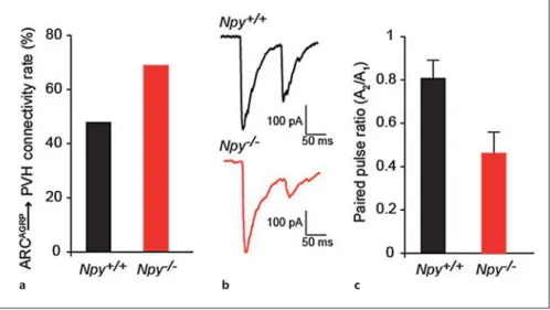 Fig. 3.  Compensatory adaptations in  ARC                    AGRP    → PVH circuit in  Npy   –/–    mice