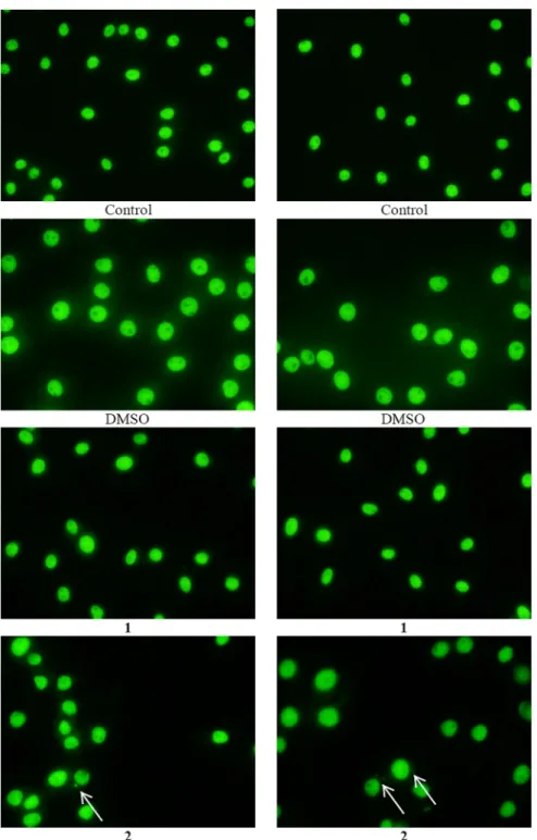 Figure 9. micronucleus formed in mrC-5 cells treated with iC 50  values of 1 and 2 for a period of 48 h; arrow indicates micronucleus  in mrC-5 cells.