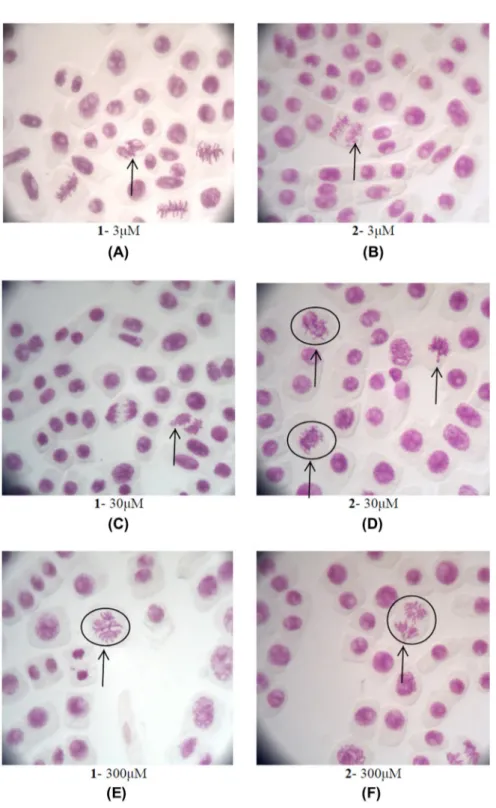 Figure 10. Allium cepa meristematic cells exposed to 1 and 2. (a) Allium cepa meristematic cells exposed with 3 μΜ of 1