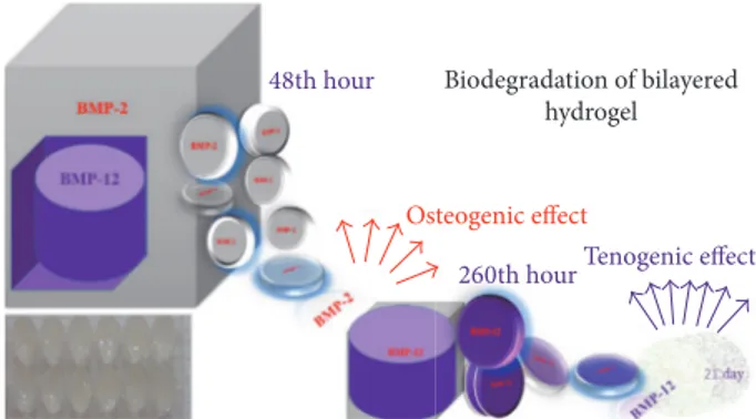 Figure 2: Illustration of biodegradation of bilayered drug delivery system.