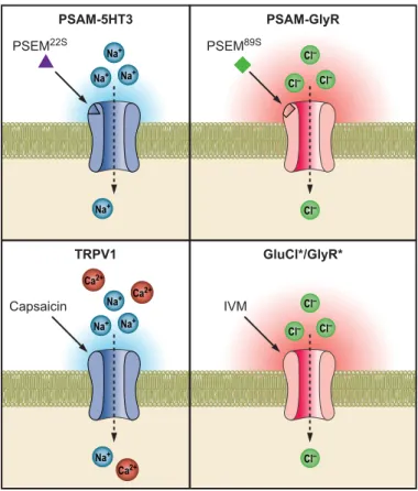FIGURE 5. Chemogenetic LGIC tools for activating and inhibiting neurons.