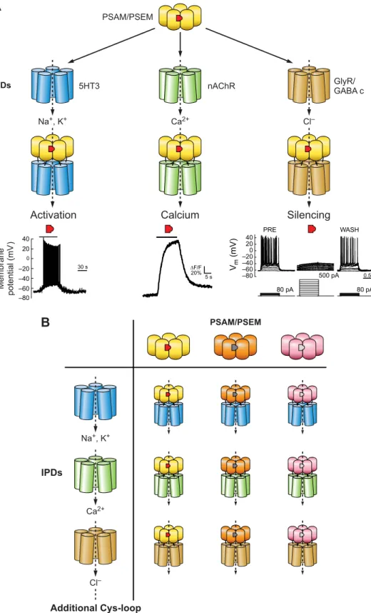FIGURE 6. Combination of pharmacolog- pharmacolog-ical and functional Cys-loop modules to  gen-erate engineered chimeric ion channels for controlling ion flux