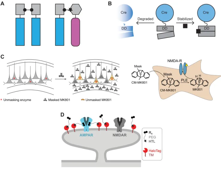 FIGURE 8. Additional cell type-specific pharmacology methods. A: homodimerization (left) and het- het-erodimerization (right)