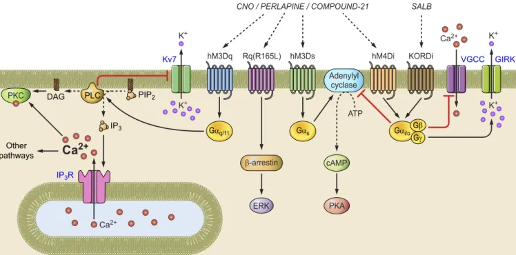 FIGURE 1. DREADDs and their downstream intracellular signal transduction pathways.