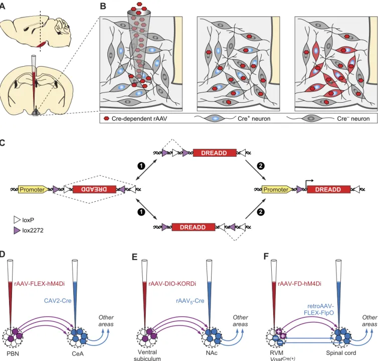 FIGURE 2. Cell type-specific or projection-specific transgene expression. A and B: Cre-dependent expression of DREADDs in neurons