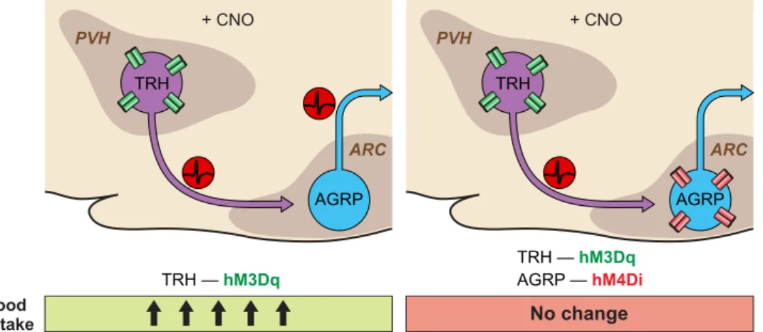 FIGURE 3. Schematic of neural circuit epistasis for the PVH TRH ¡ARC AGRP feeding circuit