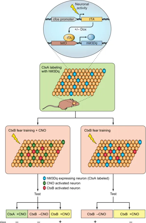 FIGURE 4. Summary diagram depicting the experimental strategies to test the  im-pact of synthetically activated memory  en-grams during fear learning and recall.