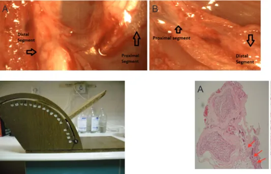 Figure 4 Histological evaluation of the right sciatic nerve by  hematoxylin-eosin staining at 12 weeks after surgery