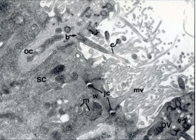Figure 2. Electron micrographs from the olfactory epithelium of control rats.OC, olfactory cell; SC, supporting cell; OV, olfactory vesicle; c, cilia; mv, microvilli; b, basal body; v, vesicles; jc, junctional complexes; w, terminal web; m, mitochondria