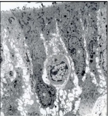 Figure 6. An electron micrograph of a portion of the olfactory epithelium from Group II.OC, olfactory cell; SC, supporting cell;