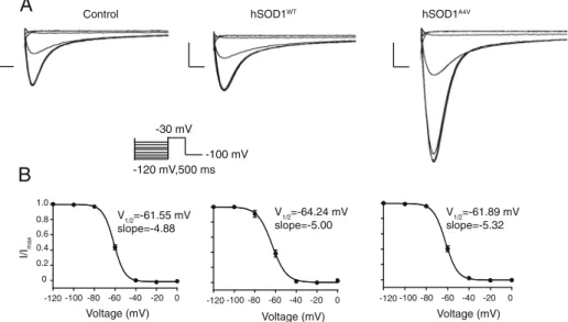 Fig. 3 SOD1 protein does not affect the voltage dependence of inactivation of Na V 1.3- β1 channel complexes