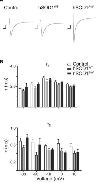 Fig. 4 hSOD1 does not affect the inactivation kinetics of Na V 1.3 –β1 channel complexes
