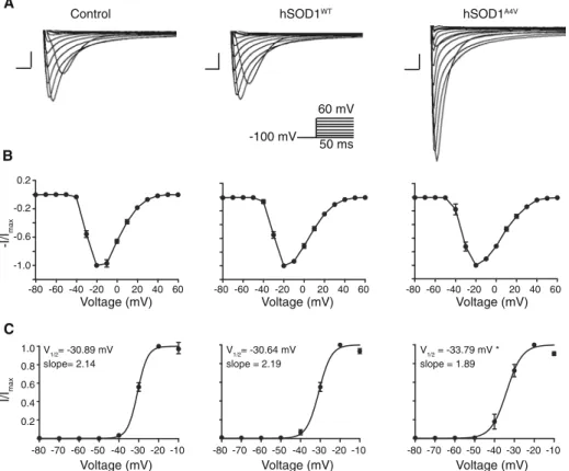 Fig. 2 SOD1 protein induces a hyperpolarizing shift in the voltage dependence of Na V 1.3- β1 channel activation