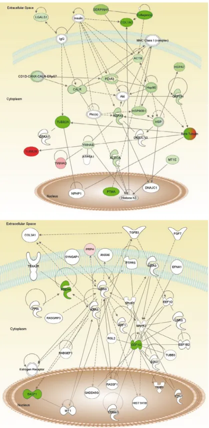 Figure 4. Most high-scored networks: pathway generated by Ingenuity Pathway Analysis (IPA) with proteins identified as specific target  antigens