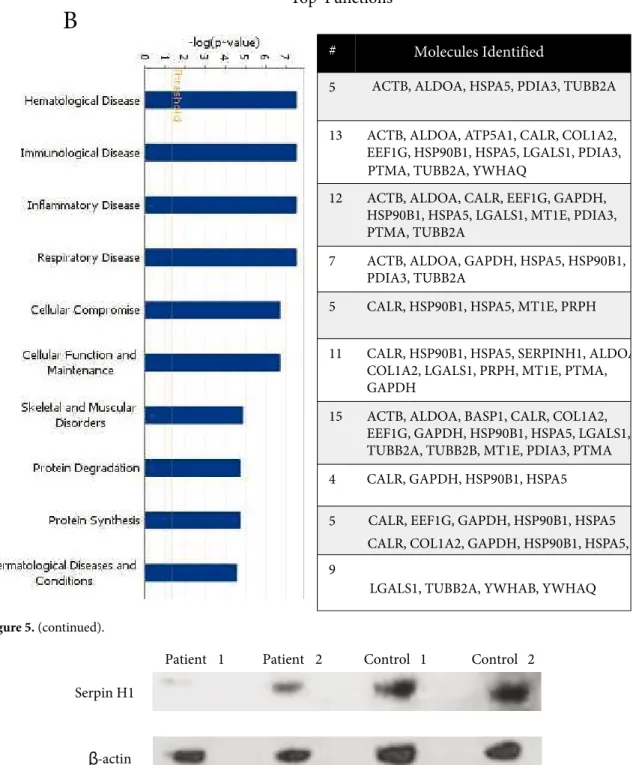 Figure 6. SerpinH1/HSP47 expression: the sample identity in each lane is indicated  above the gel picture