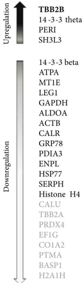 Figure 3. A summary of the proteins that were identified to be  significantly differentially regulated in this study:  upregulated  proteins are represented alongside the upwards arrow, and  downregulated proteins alongside the downwards arrow