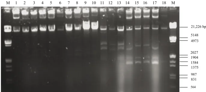 Figure 1. Plasmid profiles of Enterococcus faecalis isolates from human milk (1. A 17–1 , 2