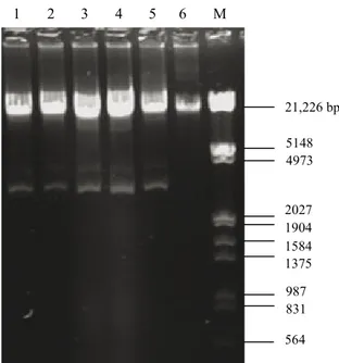 Figure 2. Plasmid profiles of Enterococcus faecalis isolates from  human colostrum (1
