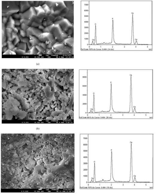 Fig. 3 shows the SEM images and EDX spectrums of the sol-gel synthesized HA samples obtained from the solutions corresponding to differrent particle sizes of 2.4 µm, 1.2 and 0.68, respectively