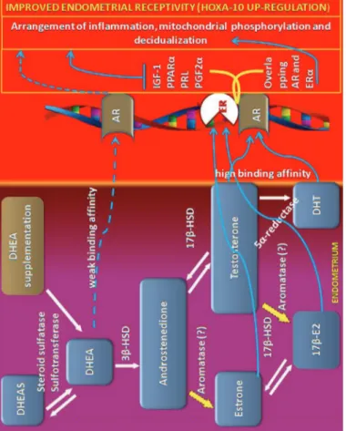 Figure 2. Abbreviated pathways to illustrate the possible  mechanism of action of DHEA on endometrium receptivity.