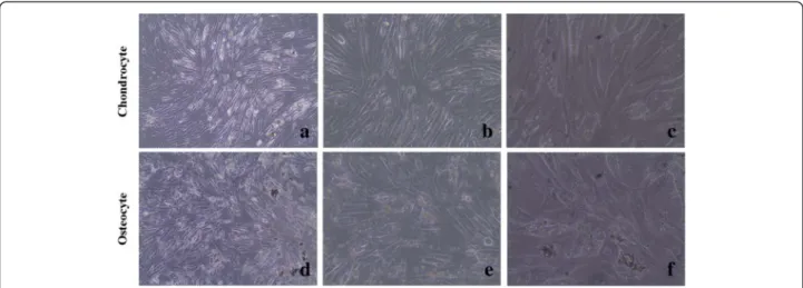 Fig. 2 Inverted light microscopy images of chondrocytes and osteocytes cultures (a, b, and c are ×10, ×20, and ×40 magnification of approximately 97 % confluent chondrocytes, respectively; d, e, and f are ×10, ×20, and ×40 magnification of approximately 91