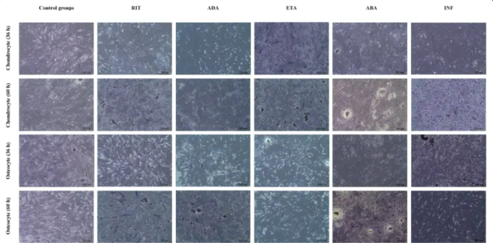 Fig. 4 Proliferation of chondrocytes and osteocytes after 24 and 48 h BA application. Analysis of proliferation was performed in all test groups.