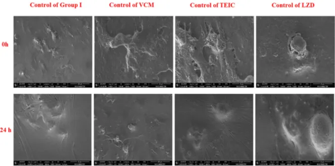 Figure 4 Morphological evaluations of chondrocyte surfaces in the control group (ESEM images at the 0 and 24th hour.