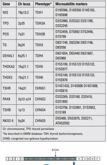 Table 1. Genes causing congenital hypothyroidism, associated  phenotypes, and microsatellite markers used for their linkage analysis Gene Ch locus Phenotype* Microsatellite markers