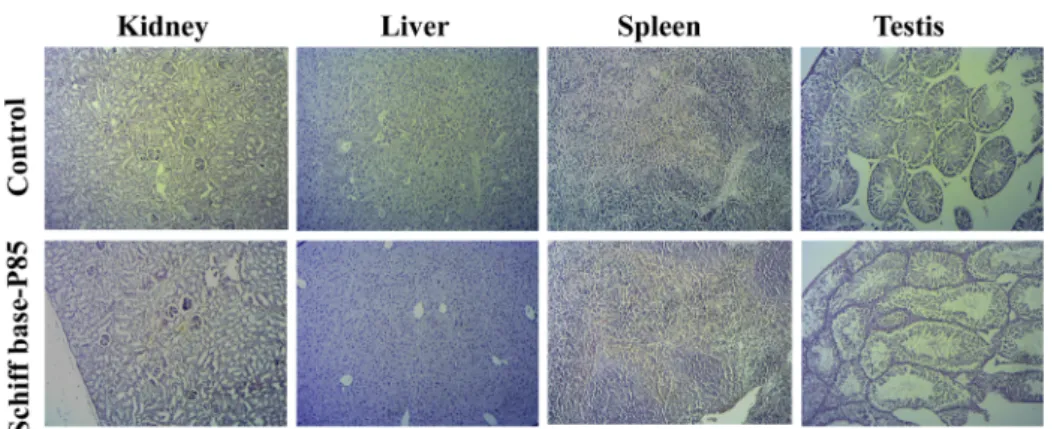 Fig. 6. Histopathological examinations of kidney, liver, spleen, and testis of control and Schiff base-P85 group animals