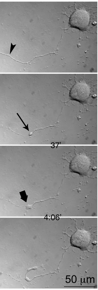 FIG. 2. Regeneration of a transected neurite (arrowhead indi- indi-cates site of laser transection)