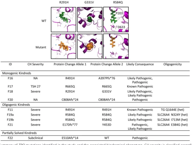 Figure 3. Summary of TPO mutations identified in the study and the associated biochemical phenotype
