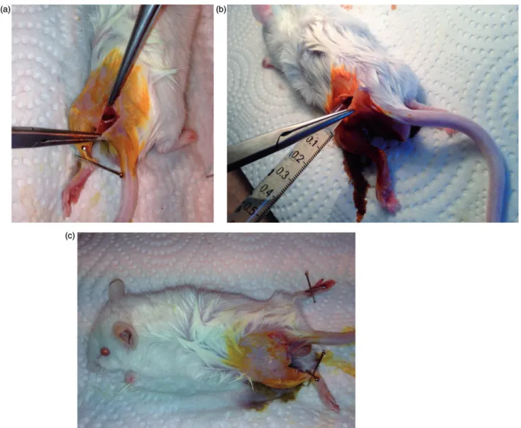Figure 1. Surgical procedure and treatment application in mice. The expose of the sciatic nerve (a)