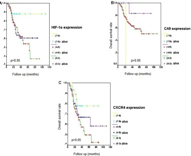 Fig. 2. Kaplan Meier overall survival curves based on A) HIF-1␣ B) CA9 and C) CXCR4 expression ﬁnal scores indicating strength of immunoreactivity.