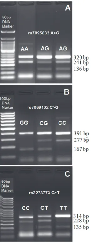 Fig 1. Representative PCR gel pictures of SIRT1 gene polymorphisms. A) The genotype for rs7895833 SNP of SIRT1 gene