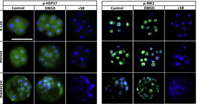 Fig. 2. Phosphorylation of MK2 and HSP27 in the presence of p38 MAPK inhibition. SB203580-treated embryos displayed a complete loss of p-MK2 and p-HSP27 proteins at each developmental stage (N = 27 per groups)