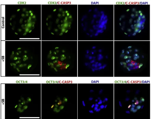 Fig. 8. Increased apoptosis in the ICM layer as a result of p38 MAPK inhibition. Representative images of double-labelled blastocysts after 48 h treatment (N = 10 for control, N = 20 for drug-treated groups)
