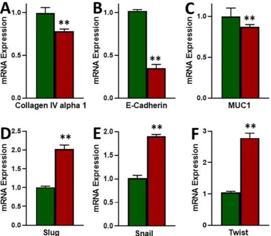 Figure 3.  Induction of EMT in tamoxifen-resistant cells. (A–C) Epithelial markers and (D–F) Mesenchymal  markers were evaluated by quantitative qRT-PCR in parental MCF-7 (green) and tamoxifen-resistant  MCF-7-TAM (red) cells