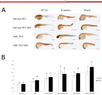 Figure 1. A) Phenotypes of Control Morpholino (Con MO) and APC Morpholino  (APC MO) *pericardial edema, ▲tail defect,  □  pigmentation defect B)  Quantitative RT-PCRwith primers specific for β-actin, c-Myc, and Ccnd1 was  performed on cDNAs obtained from e