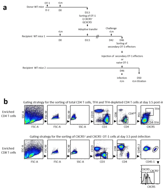 Fig. S1a: WT C57BL6/J mice received 10 4  OT-1 CD45.1 +  cells before infection with 2.10 4  CFU  of rLm-OVA