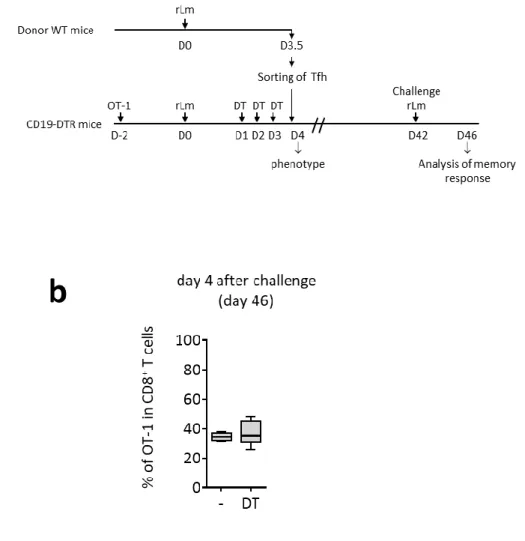 Figure S3. B cell depletion experiments (Related to Figure 4) 