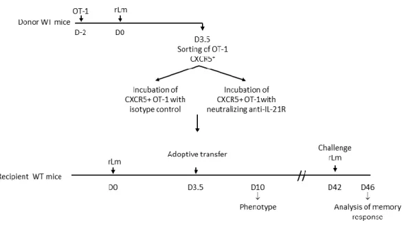 Figure  S5.  Blockade  of  IL-21  signaling  during  CD8  memory  differentiation  (Related  to  Figure 6) 