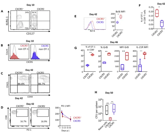 Figure 2. CXCR5 + Primary Effectors Differentiate into Highly Competent Memory Cells