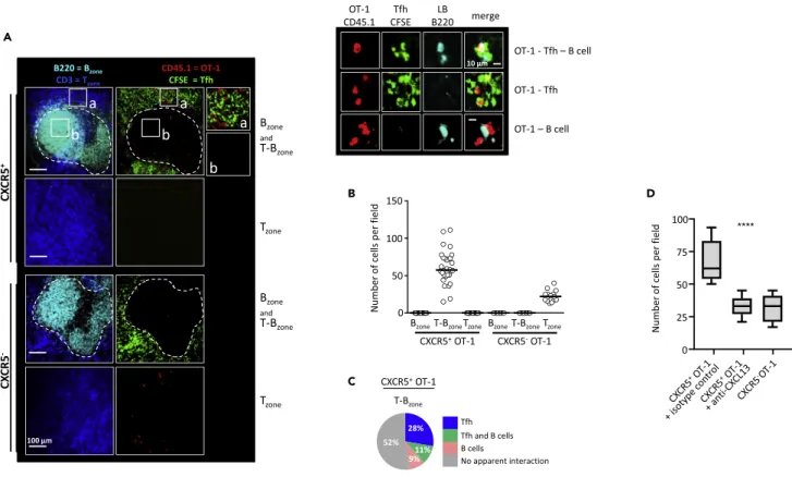 Figure 3. CXCR5 + Memory Precursors Interact with Tfh and B Cells at the T-B Cell Zone Junction